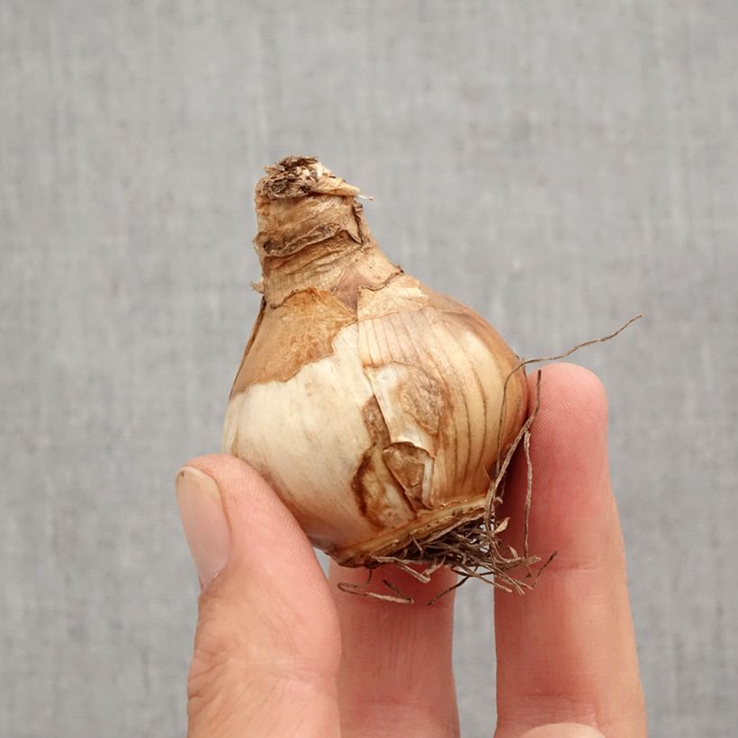 Amostra de Narcisse Irene Coppeland Bulbo size 12+ tal como entregue no outono