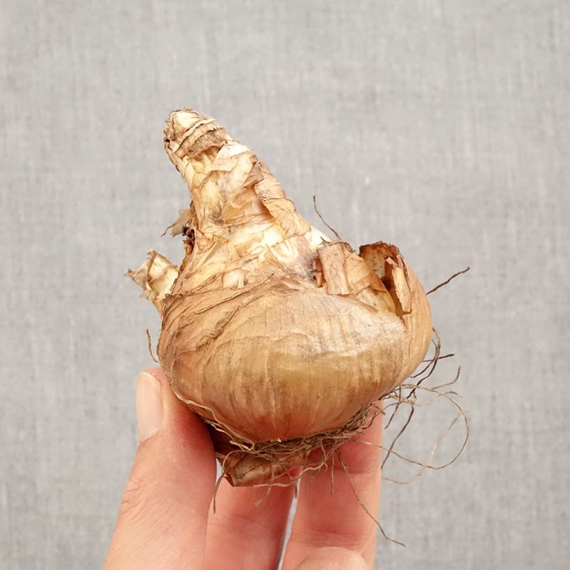 Amostra de Narcisse Jamestown Bulbo size 14+ tal como entregue no outono