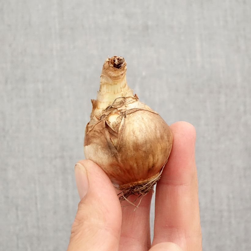 Amostra de Narcisse Juanita Bulbo size 12+ tal como entregue no outono