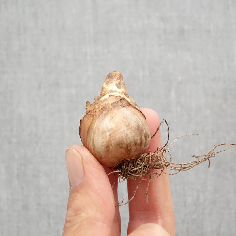 Amostra de Narcisse Katie Heath Bulbo size 10+ tal como entregue no outono