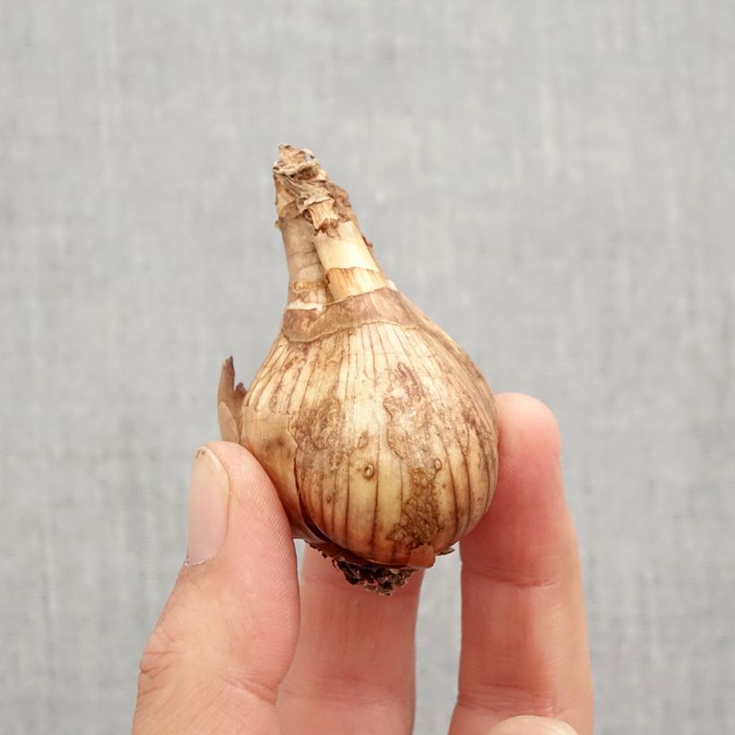 Amostra de Narcisse Lancaster Bulbe Kaliber/Größe 12/14 tal como entregue no outono