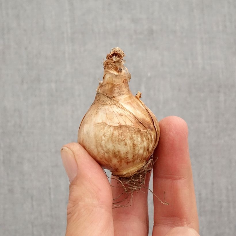 Amostra de Narcisse Lemon Beauty Bulbe Kaliber/Größe 12+ tal como entregue no outono