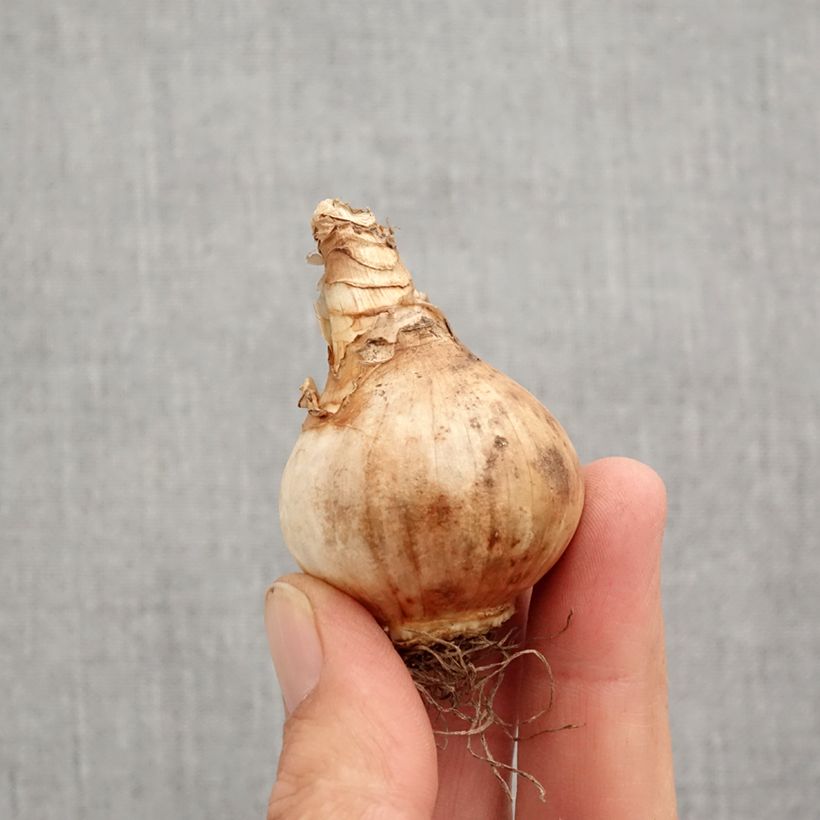 Amostra de Narcisse Lemon Drops Bulbo size 12+ tal como entregue no outono