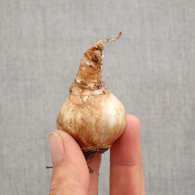 Amostra de Narcisse Louise de Coligny Bulbo size 12+ tal como entregue no outono