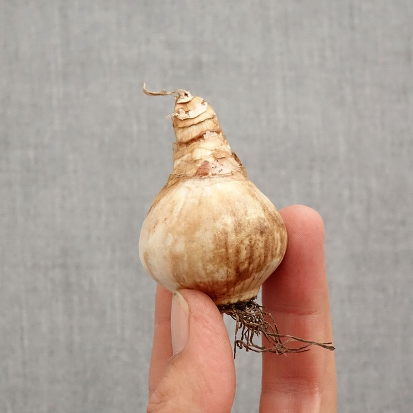 Amostra de Narciso trombeta Loveday Bulbo Calibre 12+ tal como entregue no outono