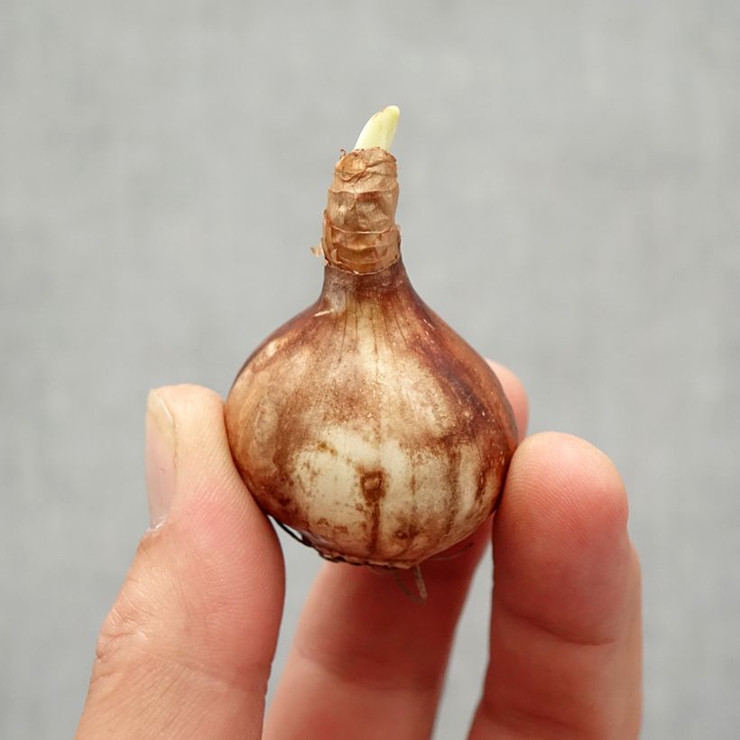 Amostra de Narciso Jonquilla Martinette Bulbo Calibre 12+ tal como entregue no outono