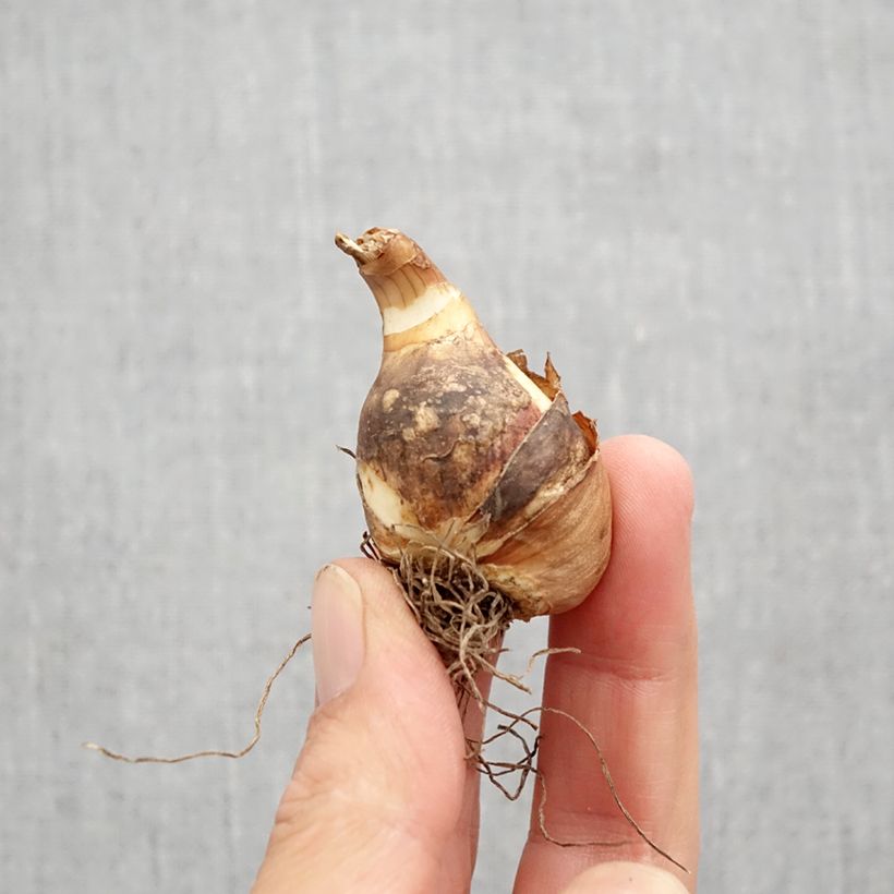 Amostra de Narcisse miniature Sailboat Bulbo size 10+ tal como entregue no outono