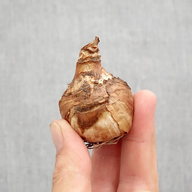 Amostra de Narcisse Misty Glen Bulbo size 12 tal como entregue no outono