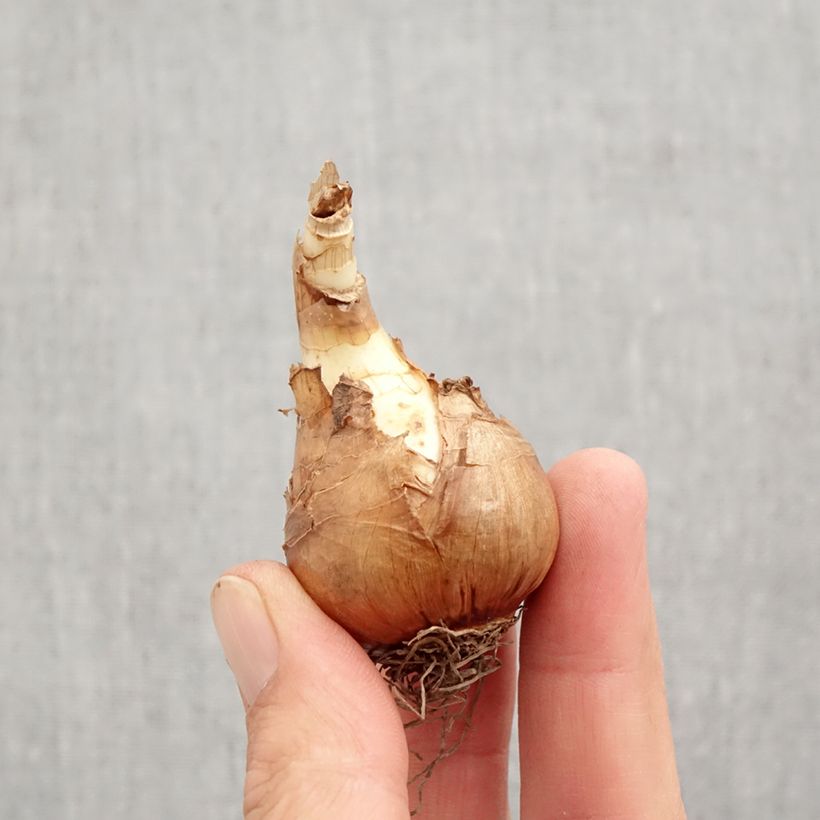 Amostra de Narcisse Mondragon Bulbo size 12+ tal como entregue no outono