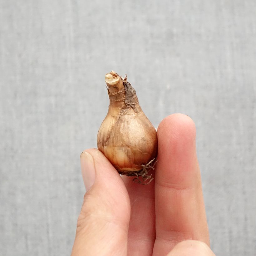 Amostra de Narcisse Moonlight Sensation  Bulbo size 10+ tal como entregue no outono