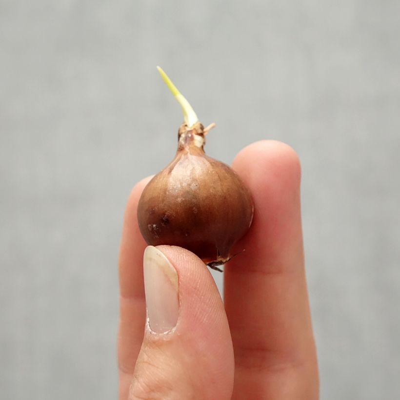 Amostra de Narcisse moschatus Bulbo size 8/10 tal como entregue no outono