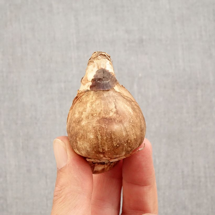 Amostra de Narcisse Mount Hood Bulbo size 14/16 tal como entregue no outono