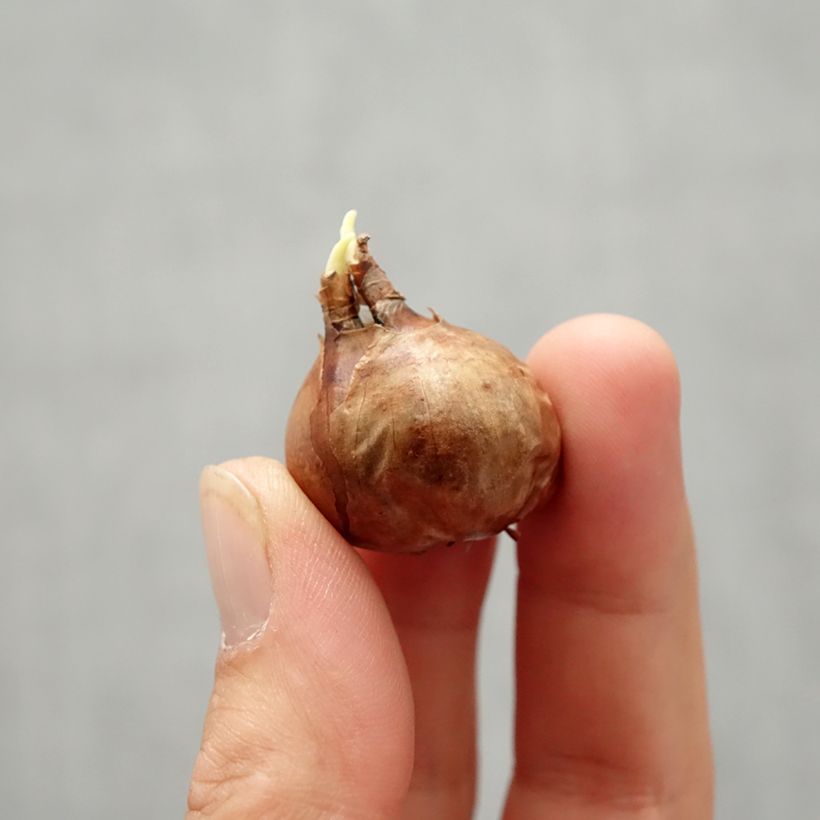 Amostra de Narcisse New Baby Bulbo size 8+ tal como entregue no outono