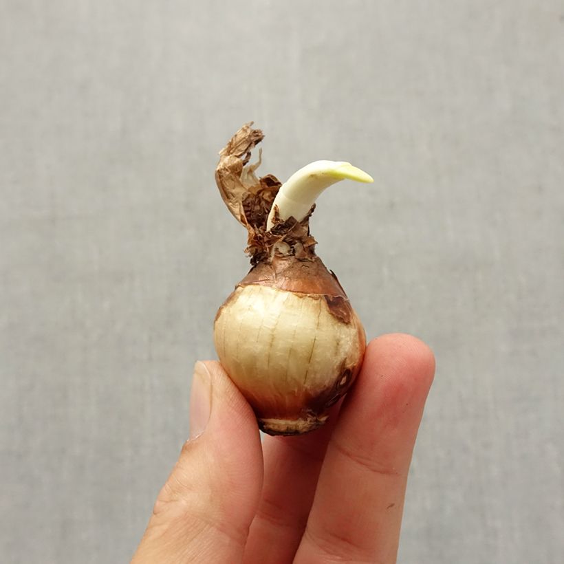 Amostra de Narcisse Nir* Bulbo size 13+ tal como entregue no outono