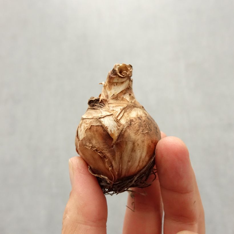 Amostra de Narcisse Obdam  Bulbo size 14/16 tal como entregue no outono