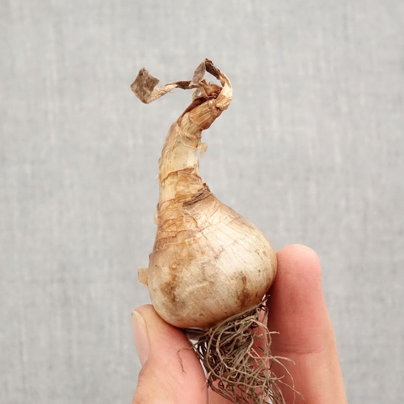 Amostra de Narciso de coroa dividida Apricot Whirl Bulbo Calibre 12+ tal como entregue no outono