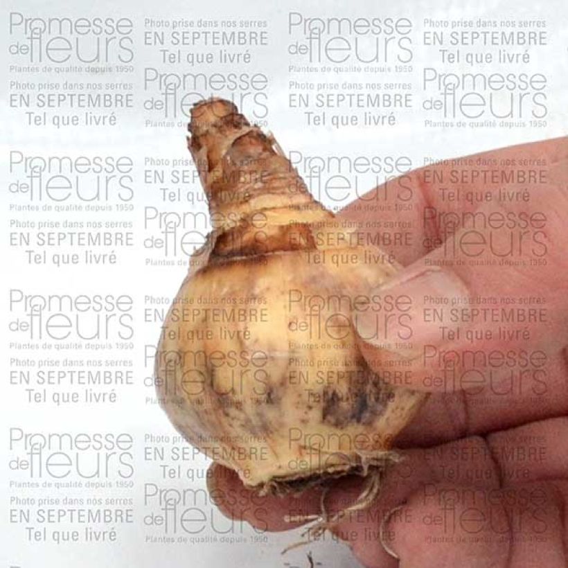 Exemplo de amostra de Narciso Jonquilla Parabole Bulbo Calibre 12+ tal como entregue