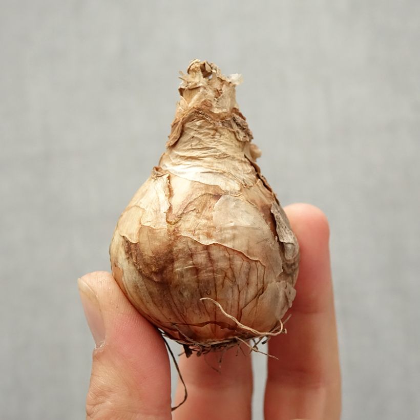 Amostra de Narcisse Peach Cobbler Bulbo size 12/14 tal como entregue no outono