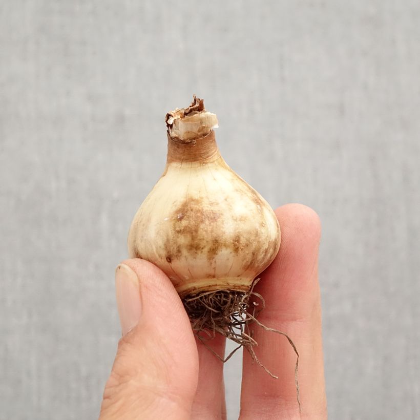 Amostra de Narcisse Peach Swirl Bulbo size 12+ tal como entregue no outono