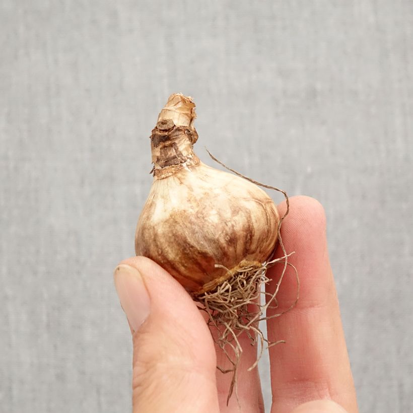 Amostra de Narcisse Peeping Jenny Bulbo size 12+ tal como entregue no outono