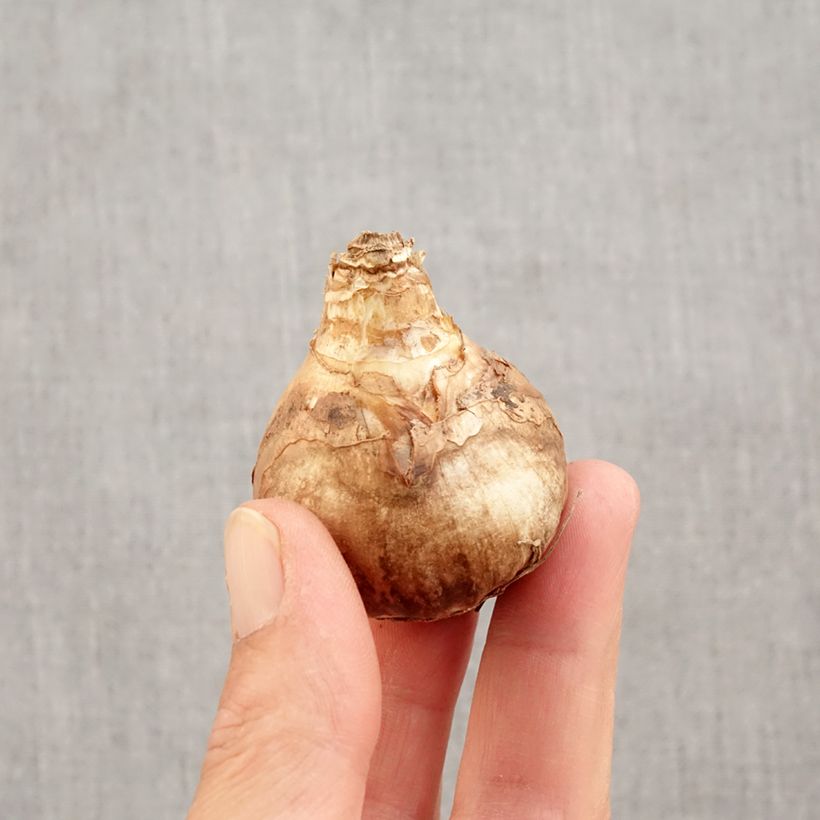 Amostra de Narcisse Peeping Tom Bulbo size 14/16 tal como entregue no outono