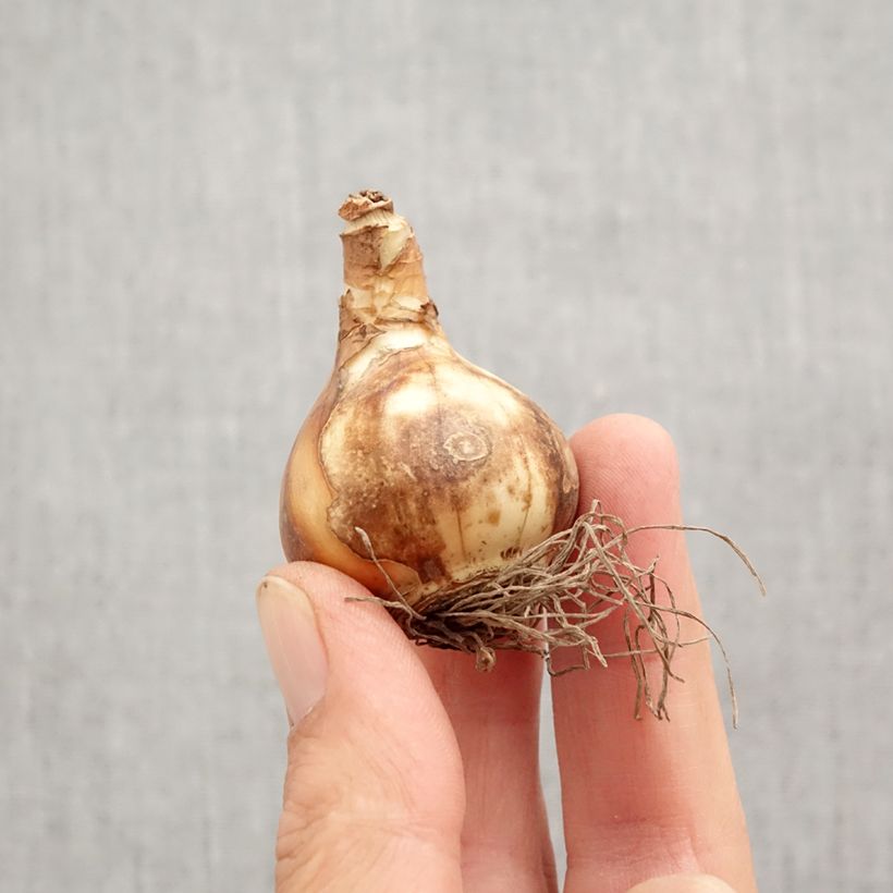 Amostra de Narcisse Petit Four   Bulbo size 12+ tal como entregue no outono