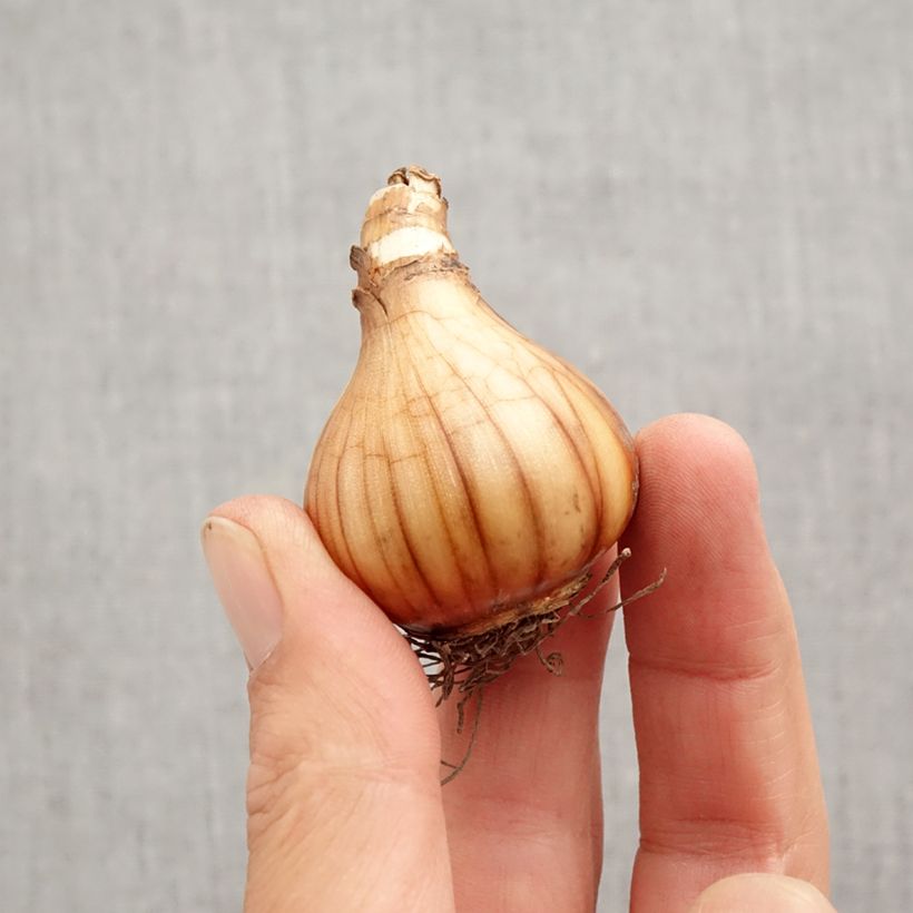 Amostra de Narcisse Petrel Bulbo size 12+ tal como entregue no outono