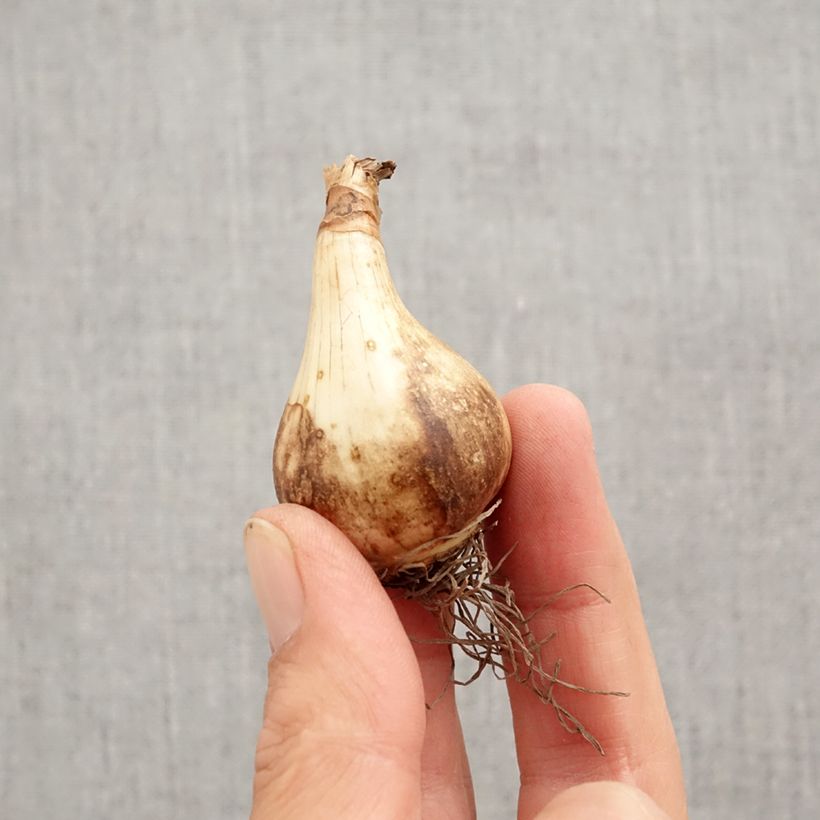 Amostra de Narciso trombeta Pink Pride Bulbo Calibre 12+ tal como entregue no outono