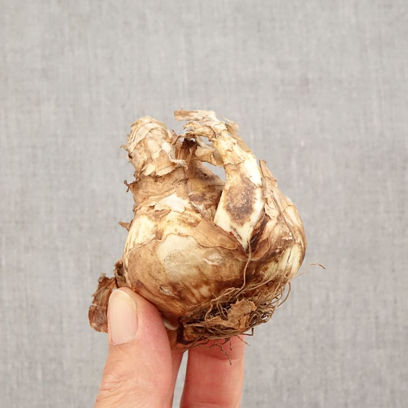 Amostra de Narcisse Piper's End Bulbo size 14+ tal como entregue no outono