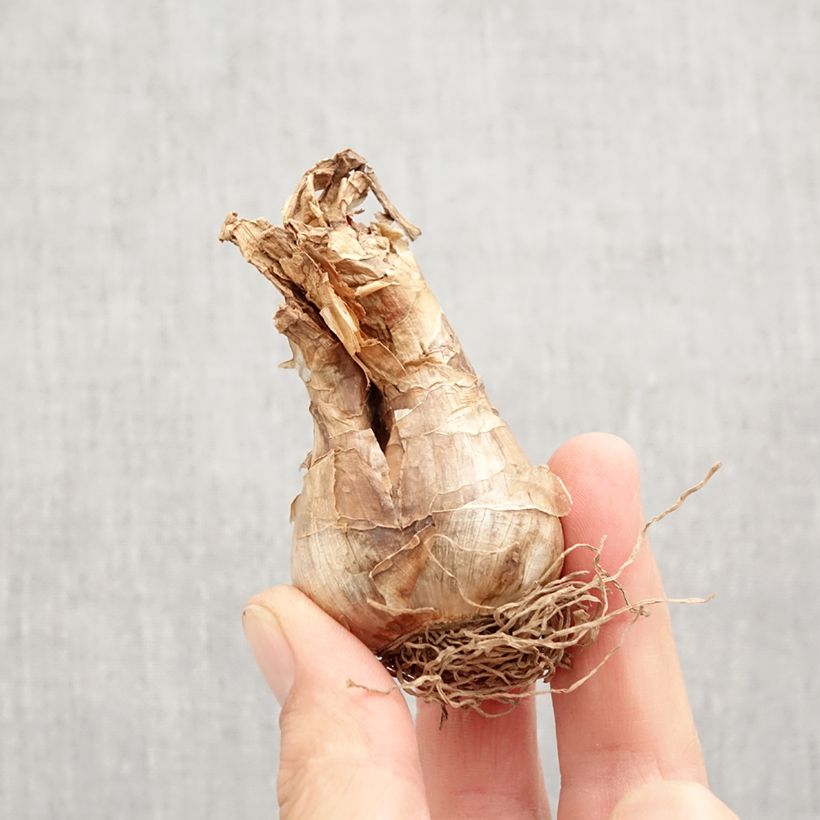 Amostra de Narcisse poeticus Actaea Bulbo size 12+ tal como entregue no outono