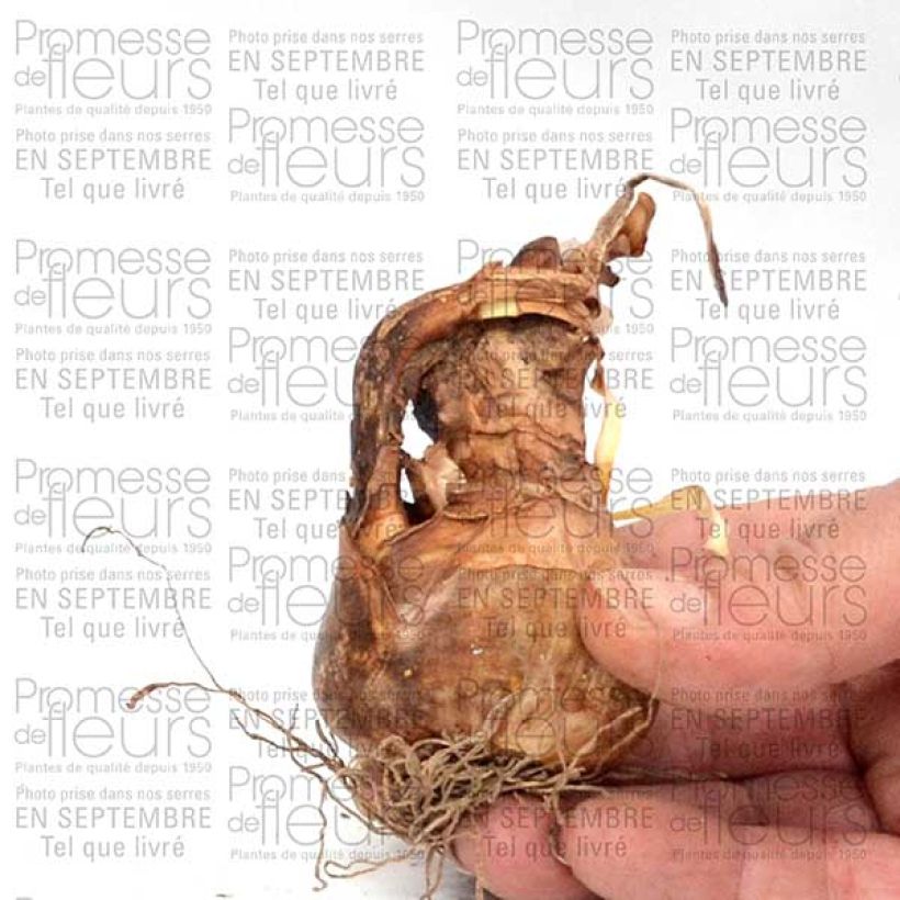 Exemplo de amostra de Narcisse poeticus Albus Plenus Odoratus Bulbe calibre 12+ tal como entregue
