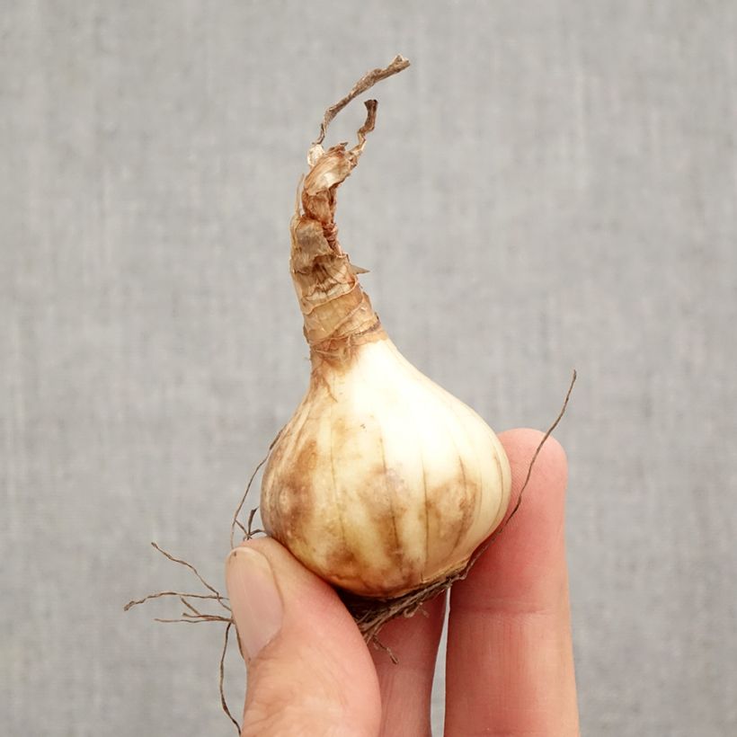 Amostra de Narciso ciclamineus Prototype Bulbo Calibre 12+ tal como entregue no outono