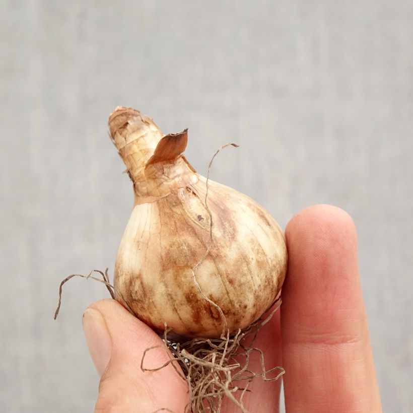 Amostra de Narcisse pseudonarcissus Obvallaris Bulbo size 12+ tal como entregue no outono