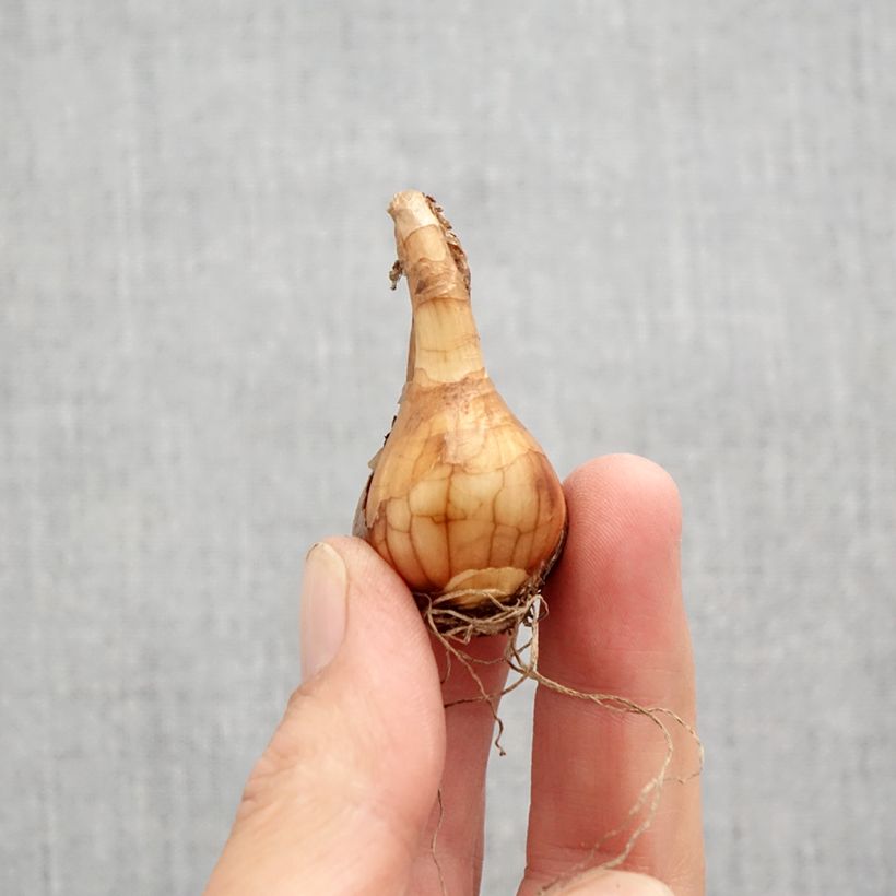 Amostra de Narcisse Pueblo Bulbo size 10+ tal como entregue no outono