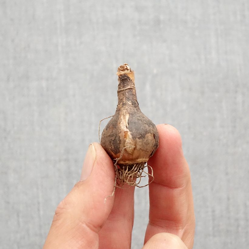 Amostra de Narcisse Quail Bulbo size 10+ tal como entregue no outono