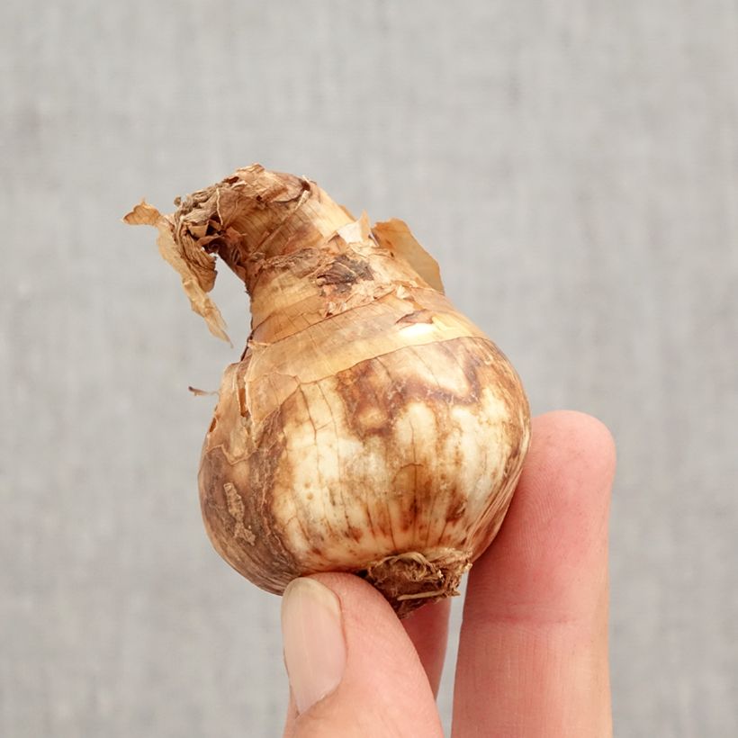 Amostra de Narciso trombeta Red Devon Bulbo Calibre 14/16 tal como entregue no outono