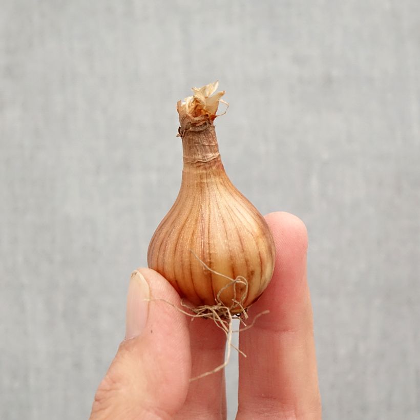 Amostra de Narcisse Reggae Bulbo size 10+ tal como entregue no outono