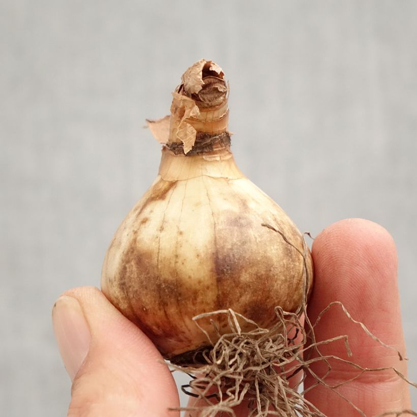 Amostra de Narcisse Ringtone Bulbe Kaliber/Größe 12+ tal como entregue no outono