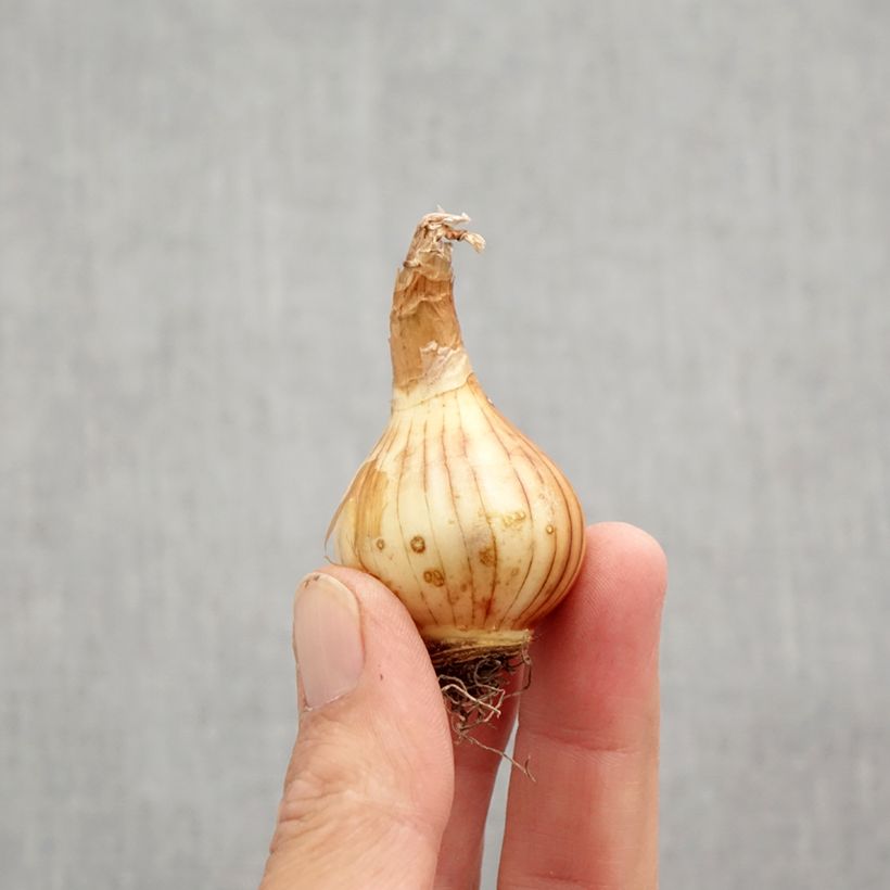 Amostra de Narcisse Rip Van Winkle Bulbo size 10+ tal como entregue no outono