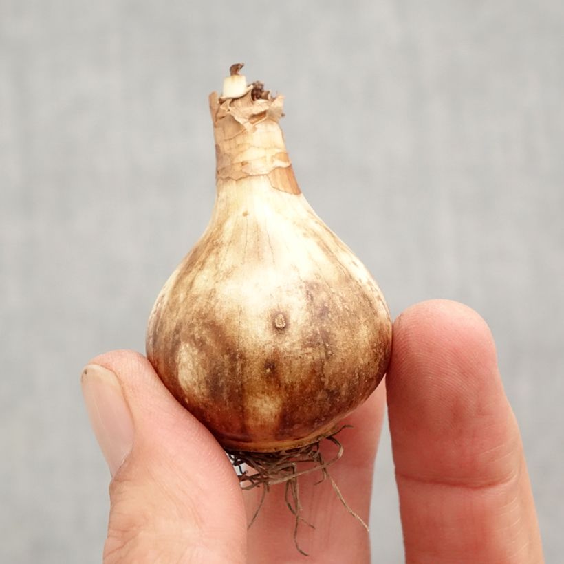 Amostra de Narcisse Rose of May Bulbo size 12+ tal como entregue no outono