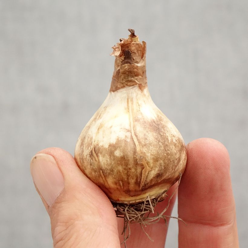 Amostra de Narcisse Rosy Cloud Bulbo size 12+ tal como entregue no outono