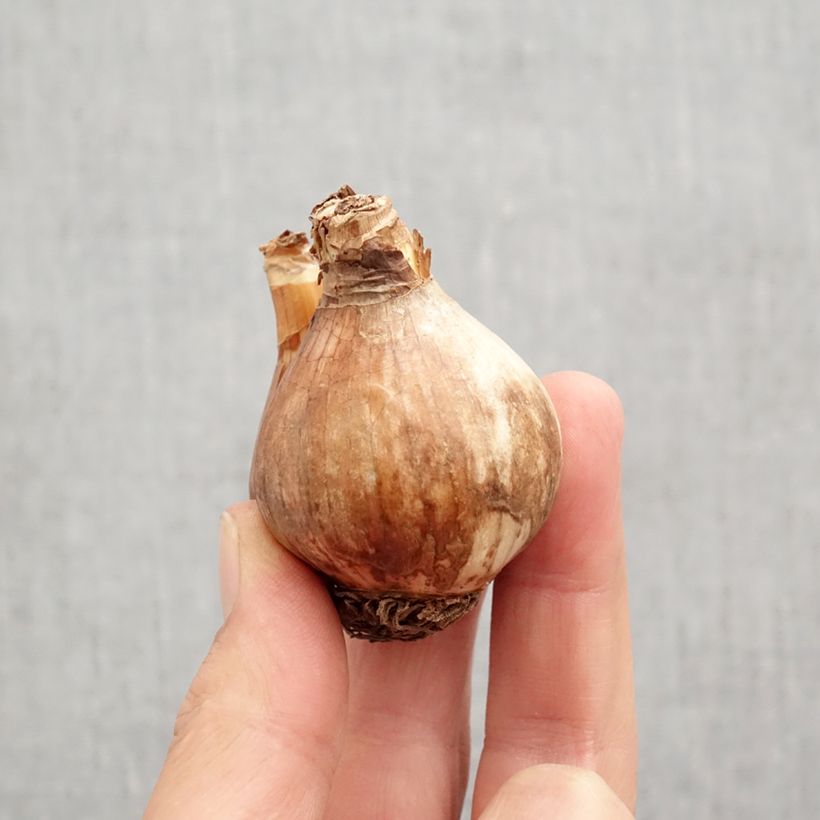 Amostra de Narcisse Sabatini Bulbe Kaliber/Größe 12/14 tal como entregue no outono