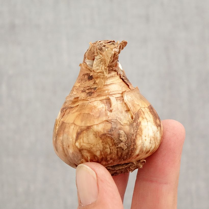 Amostra de Narcisse Salomé Bulbo size 14/16 tal como entregue no outono