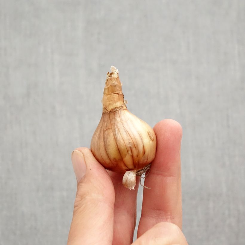 Amostra de Narcisse Ségovia Bulbo size 10+ tal como entregue no outono