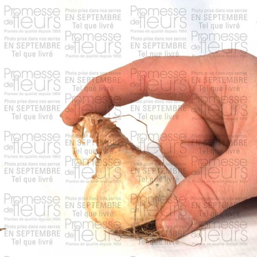 Exemplo de amostra de Narciso trombeta Sentinel Bulbo Calibre 12+ tal como entregue