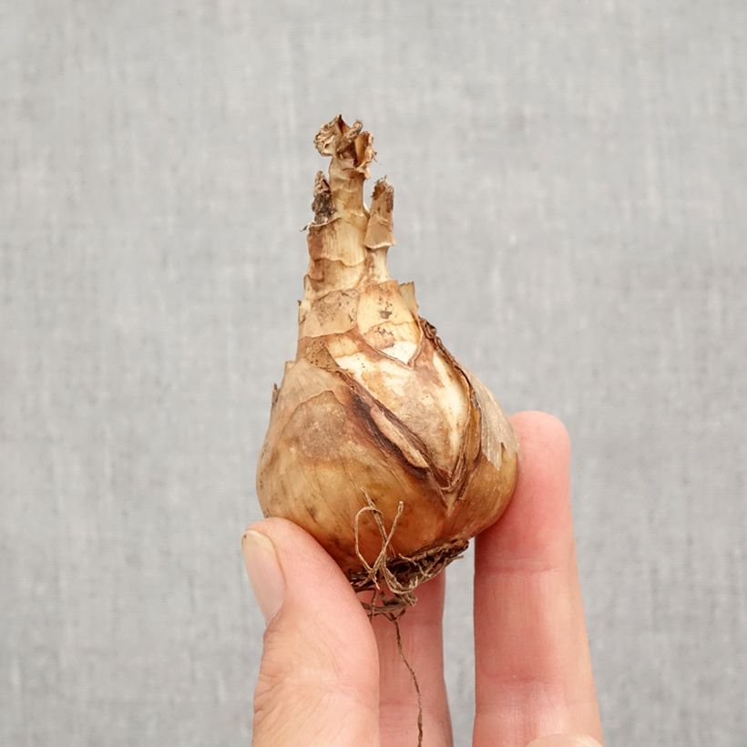 Amostra de Narcisse Sentinel Bulbo size 12+ tal como entregue no outono