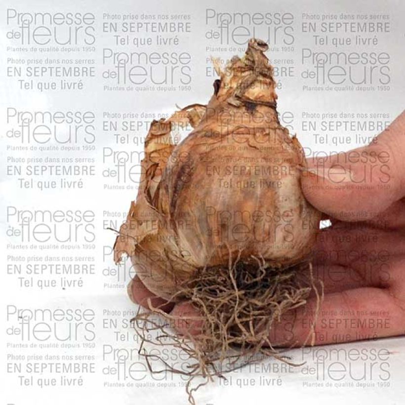 Exemplo de amostra de Narciso Duplo Sherborn Bulbo Calibre 12+ tal como entregue