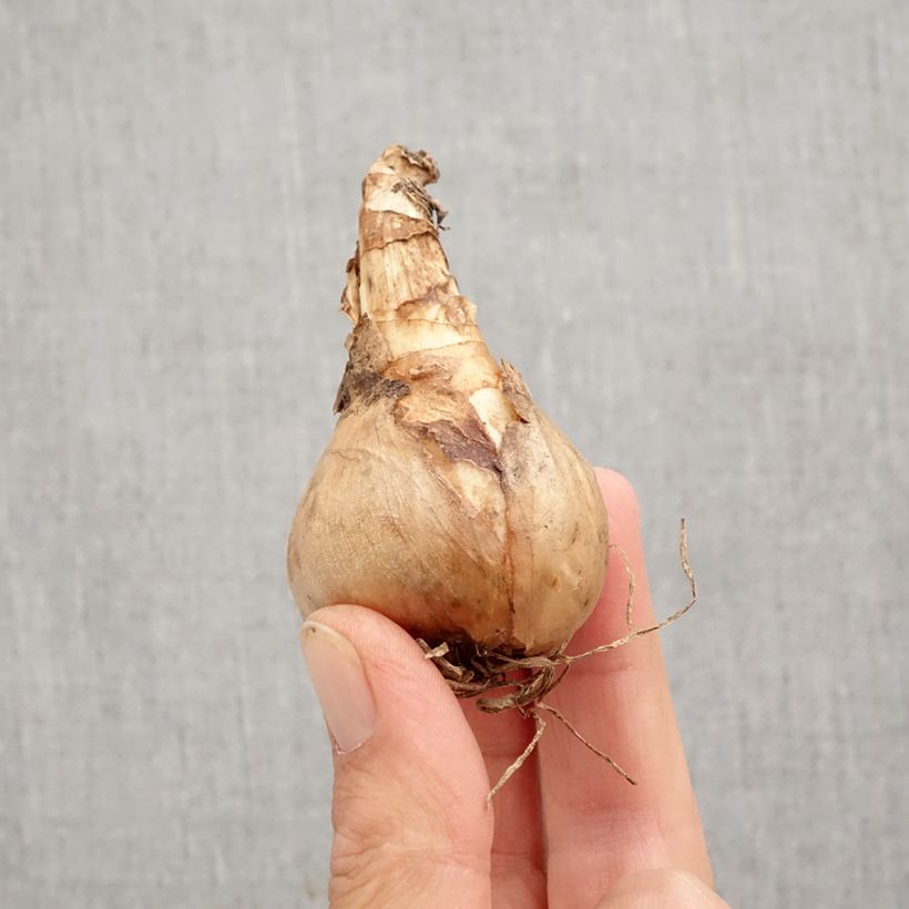 Amostra de Narcisse Sherborn Bulbo size 12+ tal como entregue no outono