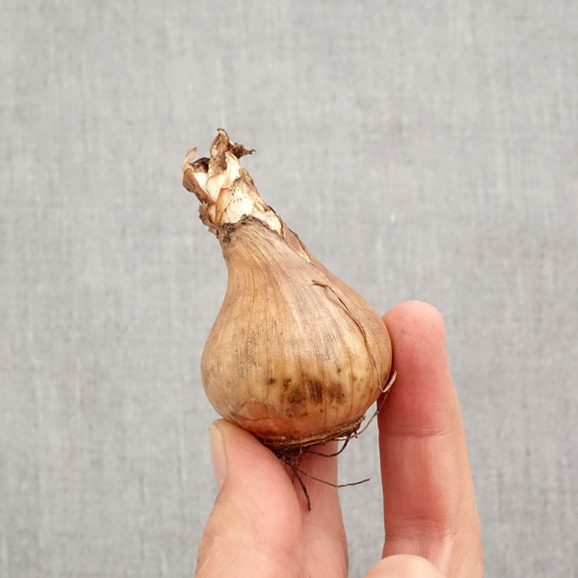 Amostra de Narcisse Sinopel Bulbo size 12+ tal como entregue no outono