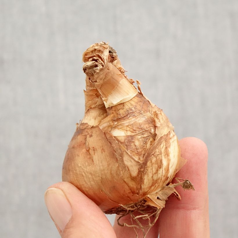 Amostra de Narciso ciclamineus Skype Bulbo Calibre 14/16 tal como entregue no outono